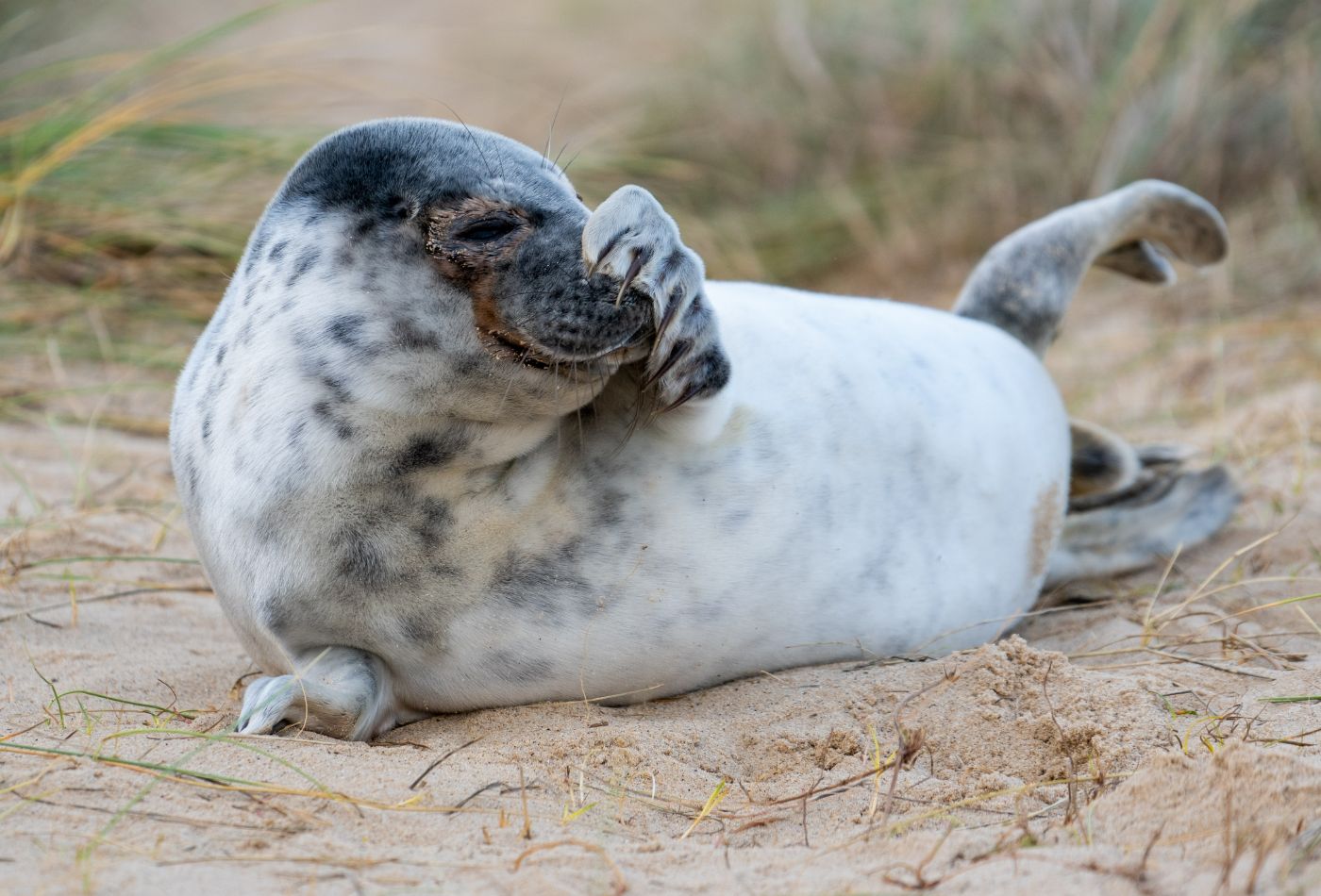 seal patting its own nose on the beach in norfolk.